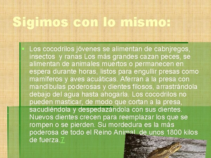 Sigimos con lo mismo: § Los cocodrilos jóvenes se alimentan de cabnjregos, insectos y