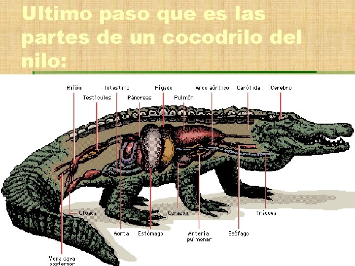 Ultimo paso que es las partes de un cocodrilo del nilo: 