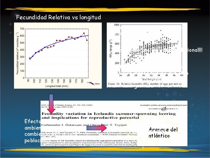 Fecundidad Relativa vs longitud Inica que las más grandes son más fecundas por g