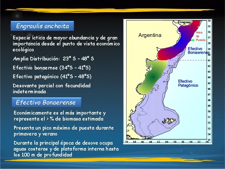 Uruguay Engraulis anchoita Especie íctica de mayor abundancia y de gran importancia desde el