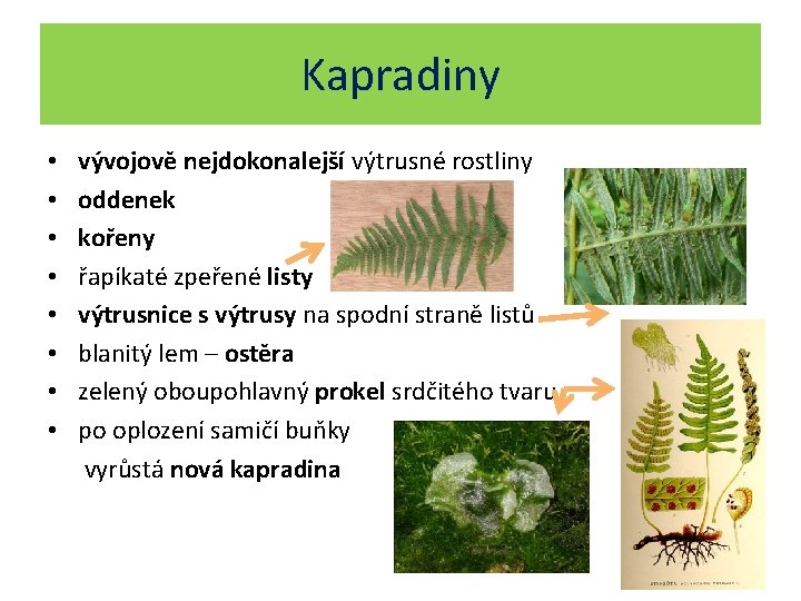 Kapradiny • • vývojově nejdokonalejší výtrusné rostliny oddenek kořeny řapíkaté zpeřené listy výtrusnice s