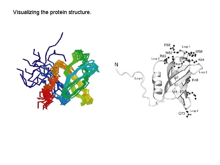 Visualizing the protein structure. 