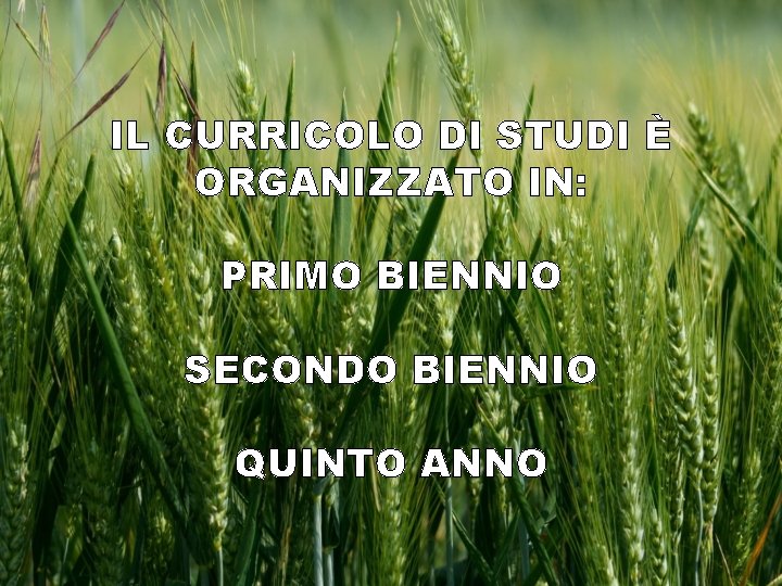 IL CURRICOLO DI STUDI È ORGANIZZATO IN: PRIMO BIENNIO SECONDO BIENNIO QUINTO ANNO 