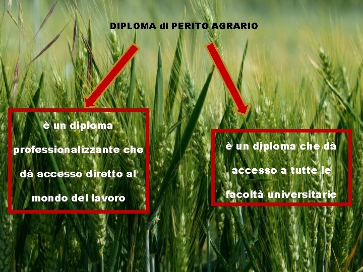 DIPLOMA di PERITO AGRARIO è un diploma professionalizzante che è un diploma che dà