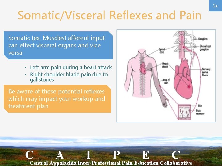 Somatic/Visceral Reflexes and Pain Somatic (ex. Muscles) afferent input can effect visceral organs and