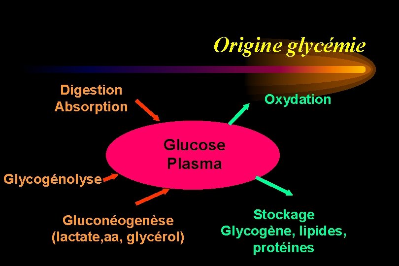 Origine glycémie Digestion Absorption Glycogénolyse Oxydation Glucose Plasma Gluconéogenèse (lactate, aa, glycérol) Stockage Glycogène,