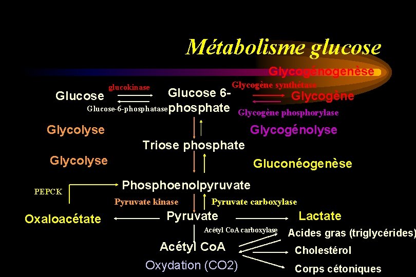 Métabolisme glucose Glycogénogenèse glucokinase Glucose 6 Glucose-6 -phosphatase phosphate Glucose Glycogène synthétase Glycogène phosphorylase