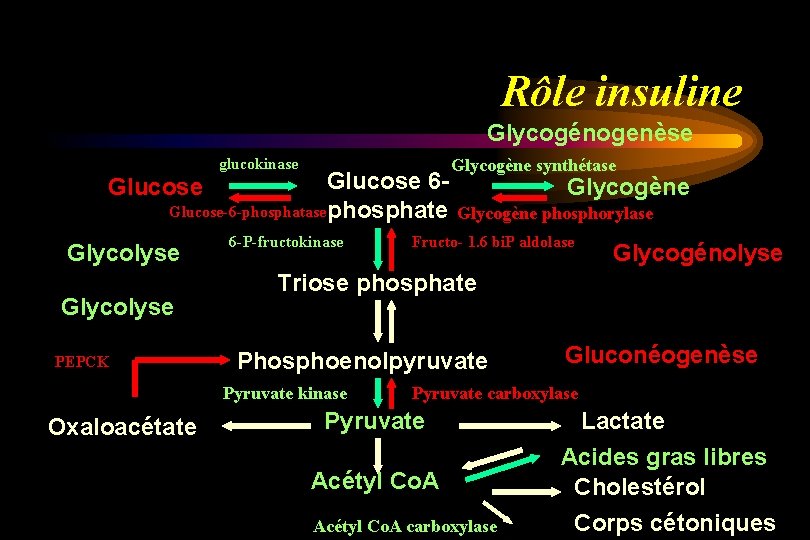 Rôle insuline Glycogénogenèse glucokinase Glucose 6 Glucose-6 -phosphatase phosphate Glucose Glycolyse PEPCK 6 -P-fructokinase