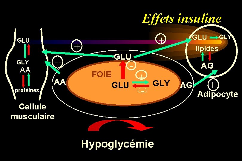 Effets insuline GLU + + AA AA protéines - FOIE GLU GLY lipides GLU