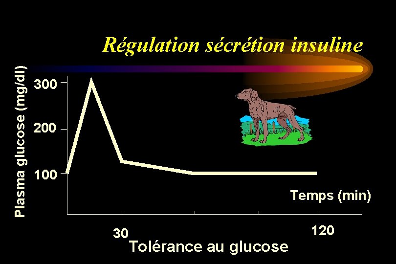 Plasma glucose (mg/dl) Régulation sécrétion insuline 300 200 100 Temps (min) 30 Tolérance au