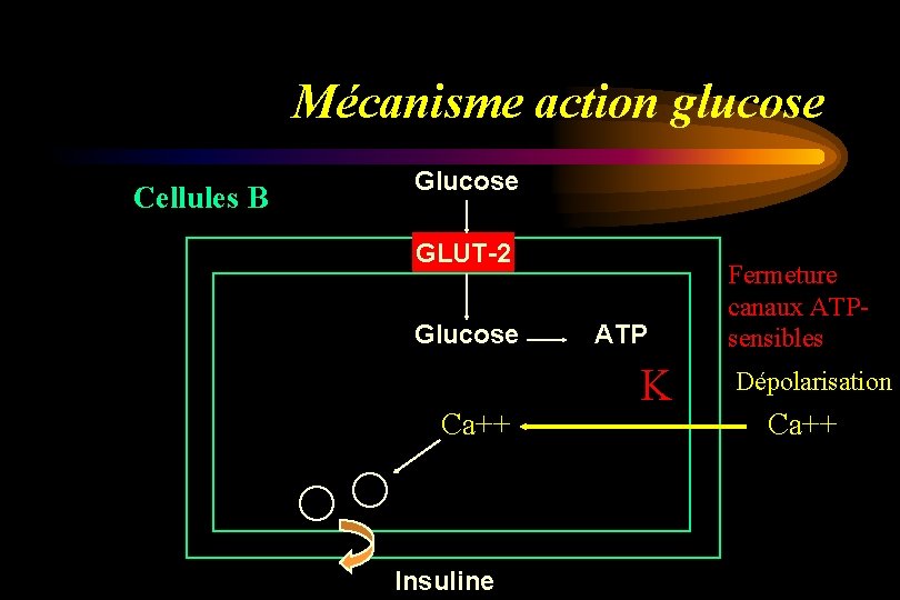 Mécanisme action glucose Cellules B Glucose GLUT-2 Glucose Ca++ Insuline ATP K Fermeture canaux