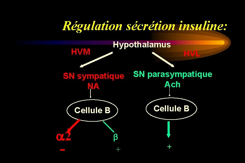 Régulation sécrétion insuline: HVM Hypothalamus HVL SN sympatique NA SN parasympatique Ach Cellule B