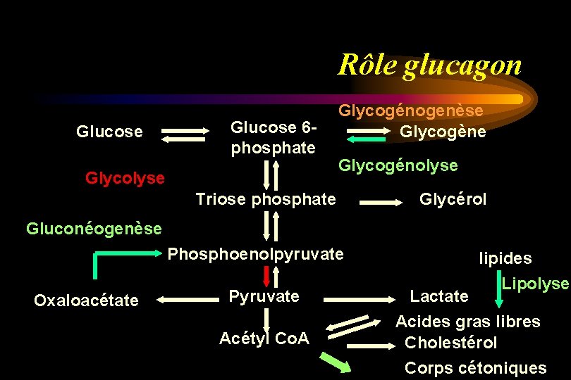 Rôle glucagon Glucose 6 phosphate Glycolyse Glycogénogenèse Glycogène Glycogénolyse Triose phosphate Glycérol Gluconéogenèse Phosphoenolpyruvate