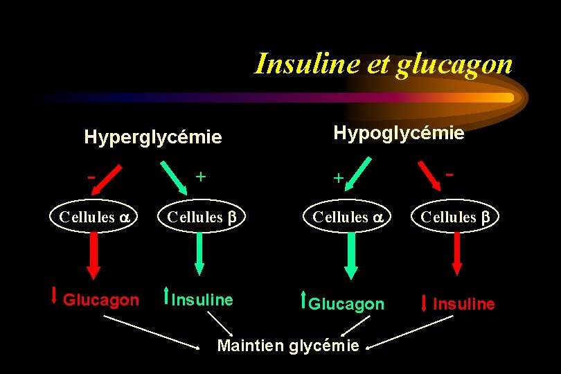 Insuline et glucagon Hyperglycémie Hypoglycémie - + + Cellules Glucagon Insuline Glucagon Maintien glycémie