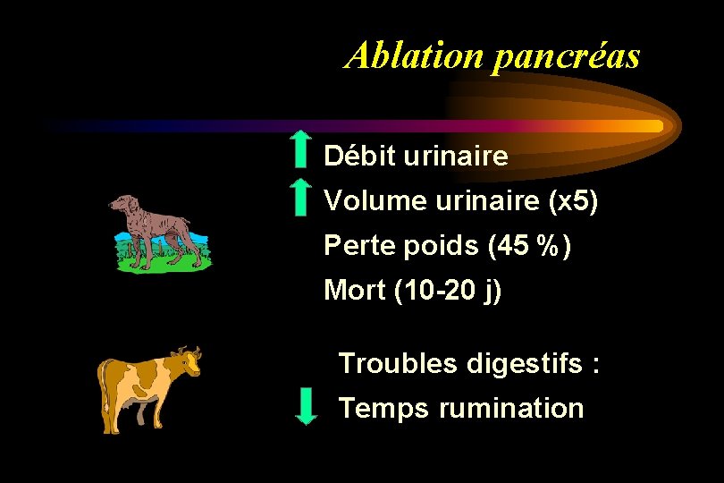 Ablation pancréas Débit urinaire Volume urinaire (x 5) Perte poids (45 %) Mort (10