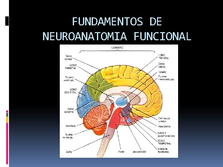 FUNDAMENTOS DE NEUROANATOMIA FUNCIONAL 
