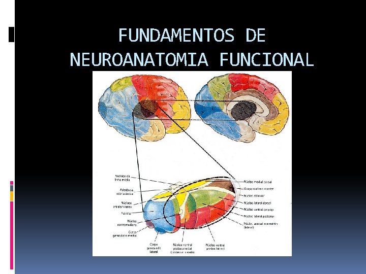 FUNDAMENTOS DE NEUROANATOMIA FUNCIONAL 