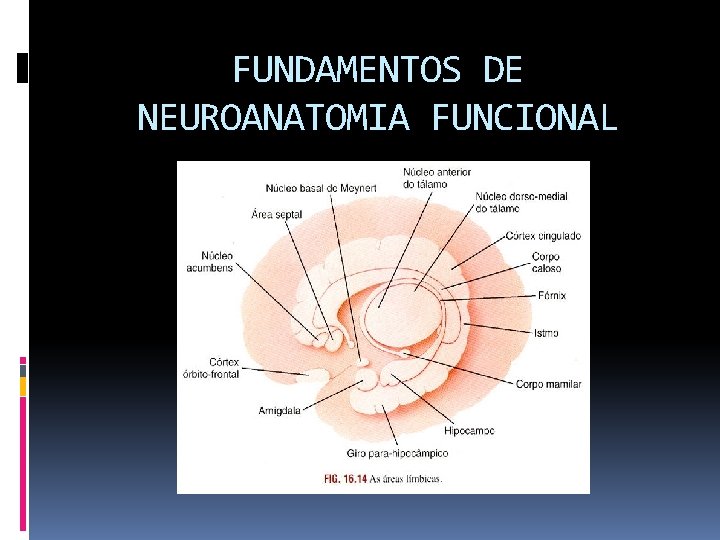 FUNDAMENTOS DE NEUROANATOMIA FUNCIONAL 