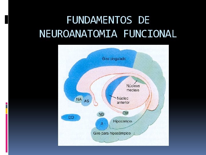 FUNDAMENTOS DE NEUROANATOMIA FUNCIONAL 