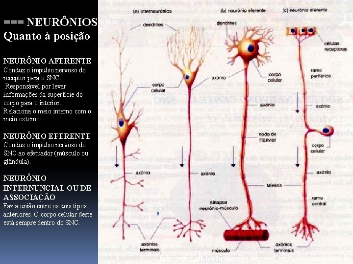 === NEURÔNIOS=== Quanto à posição NEURÔNIO AFERENTE Conduz o impulso nervoso do receptor para