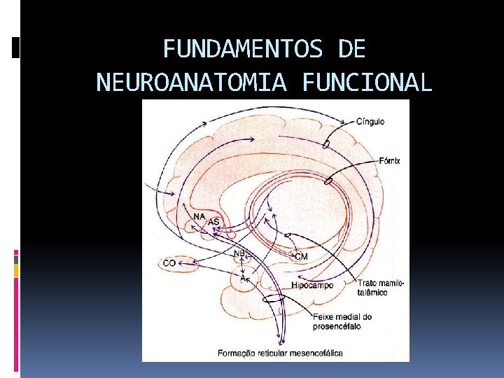 FUNDAMENTOS DE NEUROANATOMIA FUNCIONAL 