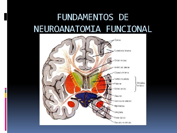 FUNDAMENTOS DE NEUROANATOMIA FUNCIONAL 