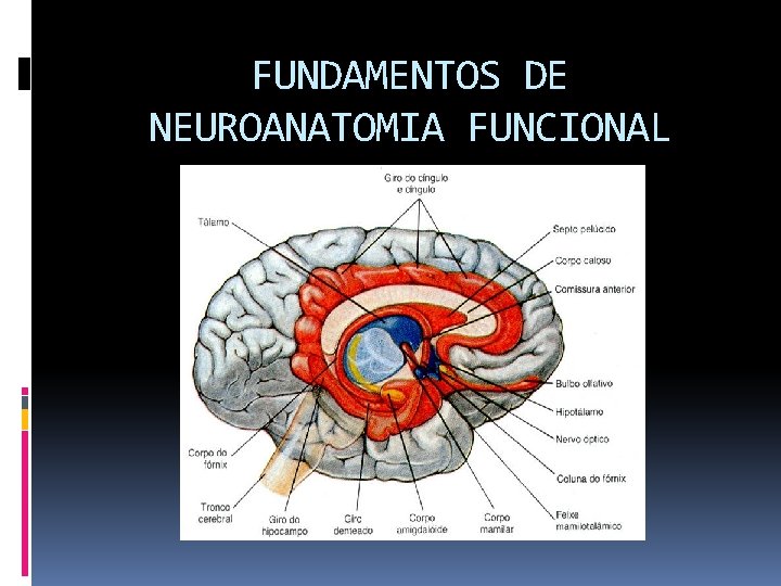 FUNDAMENTOS DE NEUROANATOMIA FUNCIONAL 