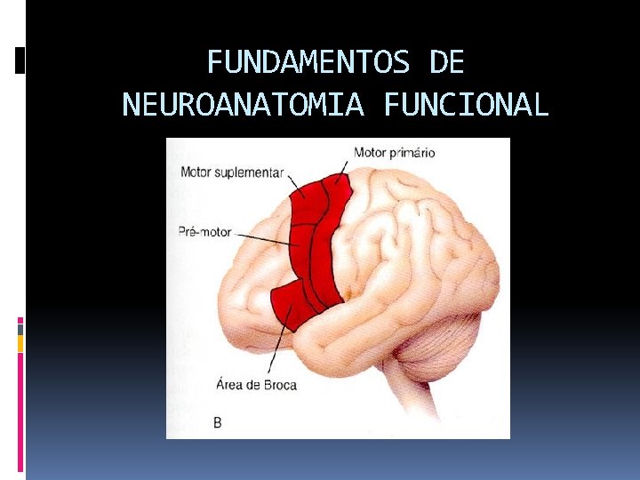 FUNDAMENTOS DE NEUROANATOMIA FUNCIONAL 