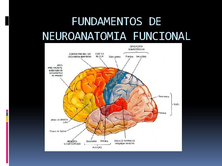 FUNDAMENTOS DE NEUROANATOMIA FUNCIONAL 