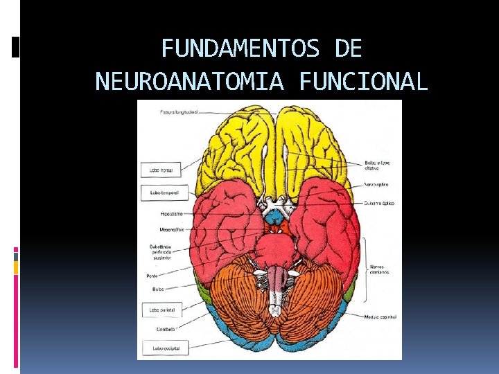 FUNDAMENTOS DE NEUROANATOMIA FUNCIONAL 
