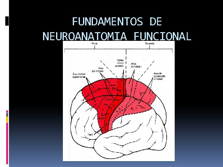FUNDAMENTOS DE NEUROANATOMIA FUNCIONAL 