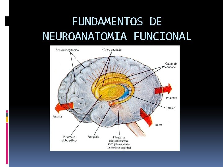 FUNDAMENTOS DE NEUROANATOMIA FUNCIONAL 