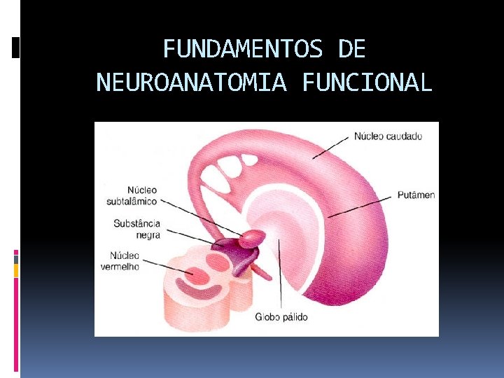 FUNDAMENTOS DE NEUROANATOMIA FUNCIONAL 
