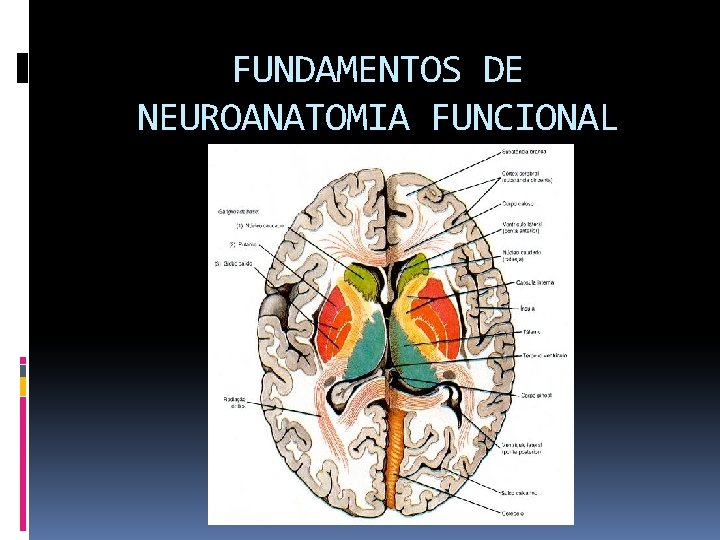 FUNDAMENTOS DE NEUROANATOMIA FUNCIONAL 