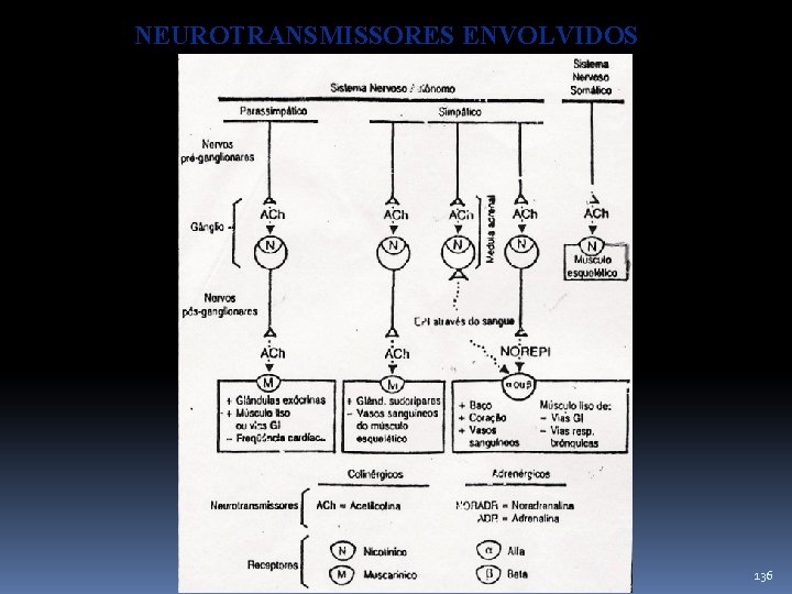 NEUROTRANSMISSORES ENVOLVIDOS 136 