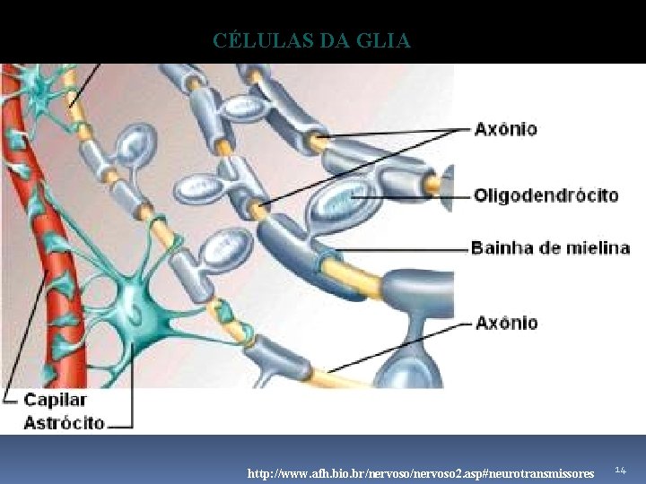 CÉLULAS DA GLIA http: //www. afh. bio. br/nervoso 2. asp#neurotransmissores 14 