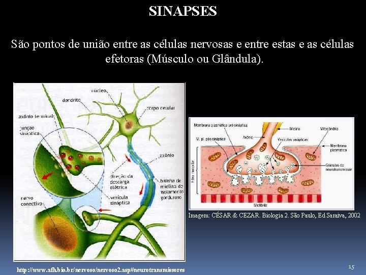 SINAPSES São pontos de união entre as células nervosas e entre estas e as