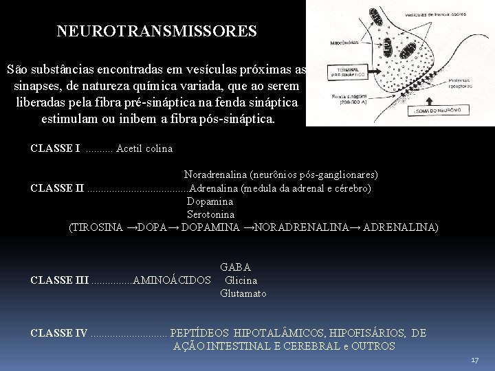 NEUROTRANSMISSORES São substâncias encontradas em vesículas próximas as sinapses, de natureza química variada, que