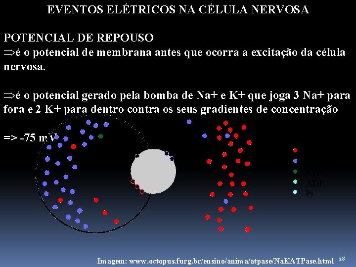 EVENTOS ELÉTRICOS NA CÉLULA NERVOSA POTENCIAL DE REPOUSO Þé o potencial de membrana antes