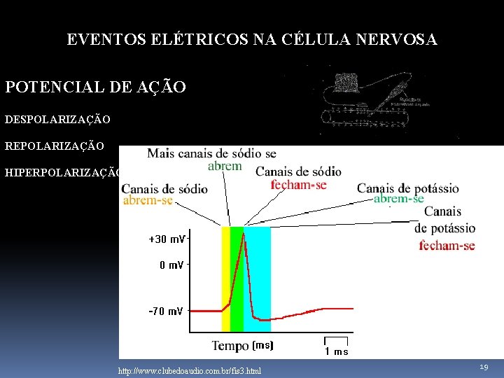 EVENTOS ELÉTRICOS NA CÉLULA NERVOSA POTENCIAL DE AÇÃO DESPOLARIZAÇÃO REPOLARIZAÇÃO HIPERPOLARIZAÇÃO http: //www. clubedoaudio.