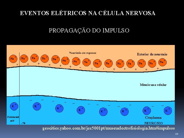 EVENTOS ELÉTRICOS NA CÉLULA NERVOSA PROPAGAÇÃO DO IMPULSO geocities. yahoo. com. br/jcc 5001 pt/museuelectrofisiologia.