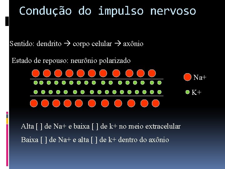 Condução do impulso nervoso Sentido: dendrito corpo celular axônio Estado de repouso: neurônio polarizado