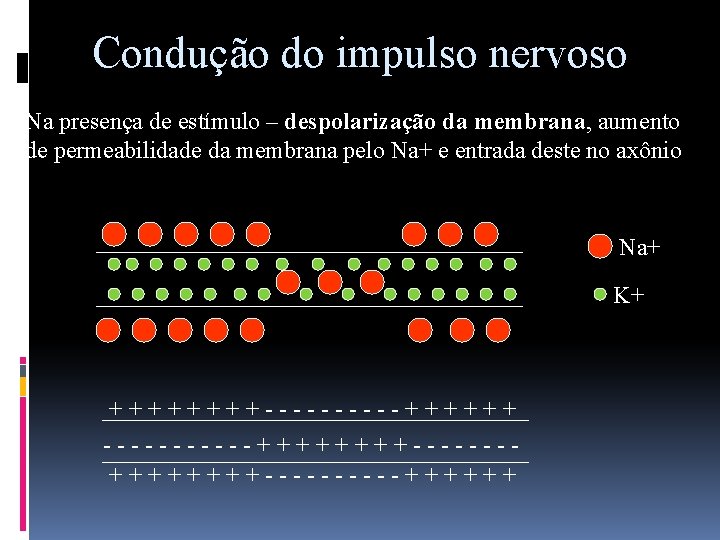Condução do impulso nervoso Na presença de estímulo – despolarização da membrana, aumento de