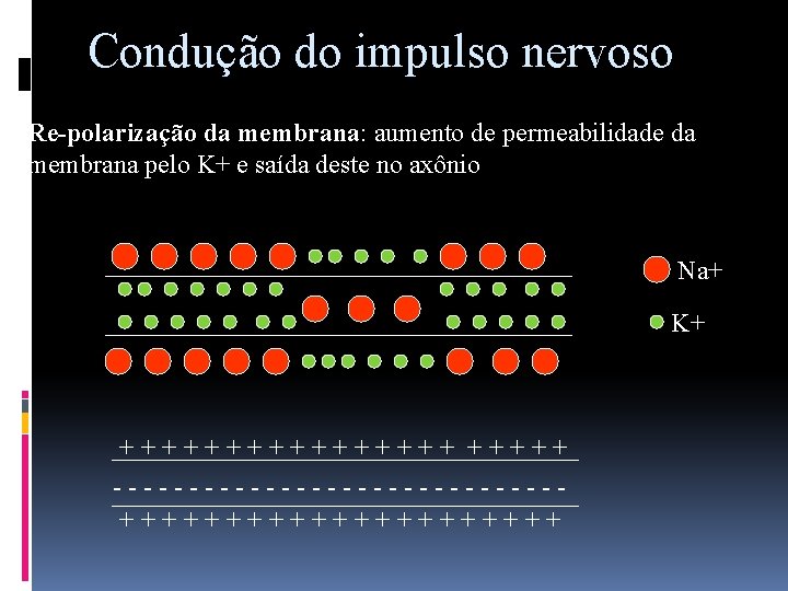 Condução do impulso nervoso Re-polarização da membrana: aumento de permeabilidade da membrana pelo K+