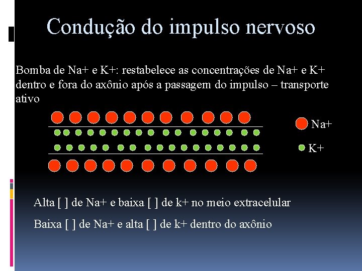 Condução do impulso nervoso Bomba de Na+ e K+: restabelece as concentrações de Na+