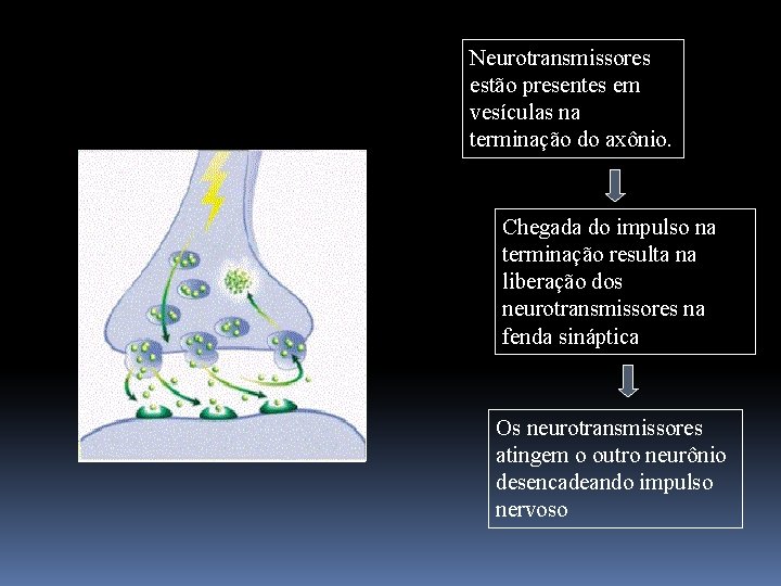 Neurotransmissores estão presentes em vesículas na terminação do axônio. Chegada do impulso na terminação