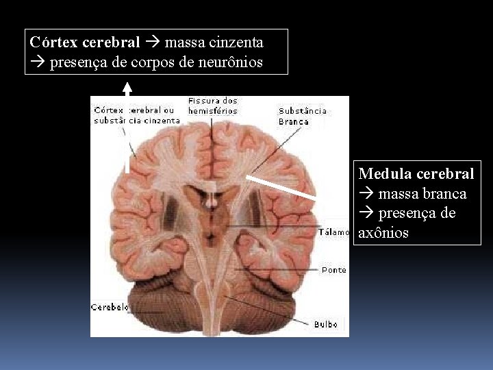 Córtex cerebral massa cinzenta presença de corpos de neurônios Medula cerebral massa branca presença