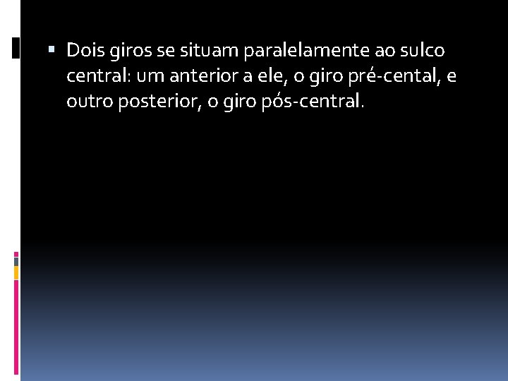  Dois giros se situam paralelamente ao sulco central: um anterior a ele, o