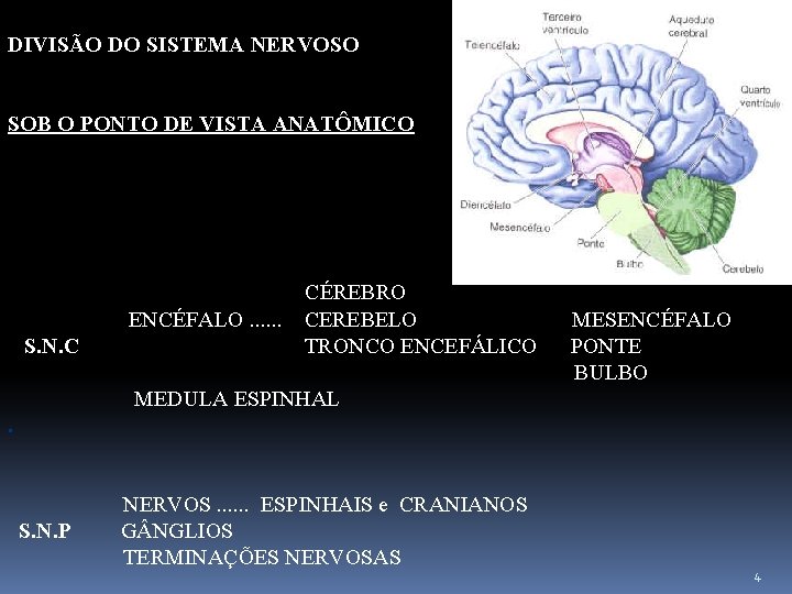 DIVISÃO DO SISTEMA NERVOSO SOB O PONTO DE VISTA ANATÔMICO CÉREBRO ENCÉFALO. . .