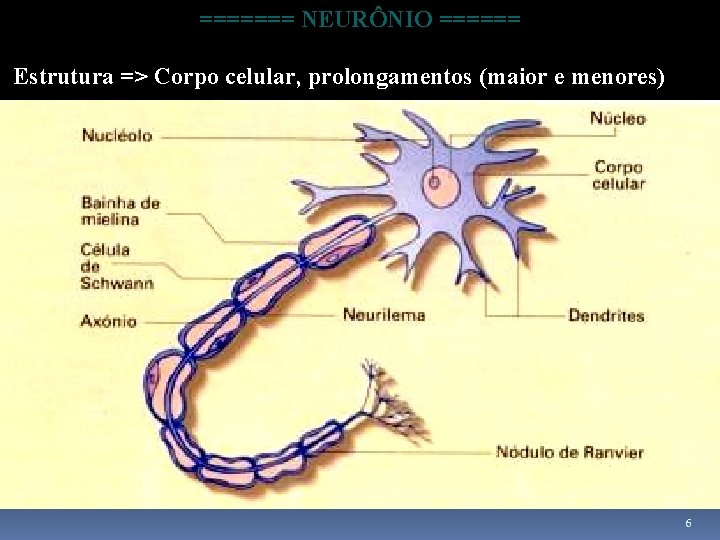 ======= NEURÔNIO ====== Estrutura => Corpo celular, prolongamentos (maior e menores) 6 